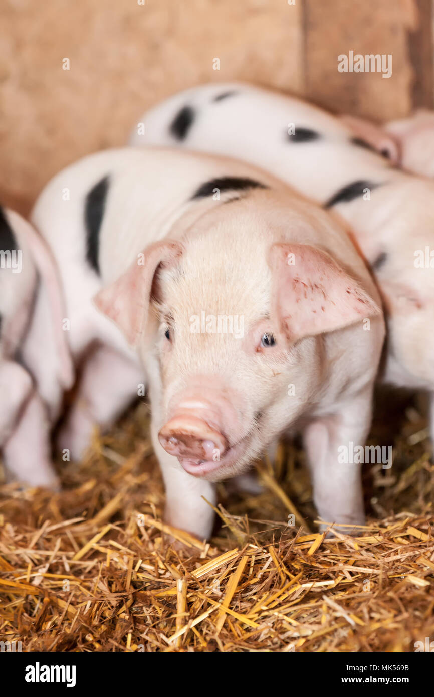 Nelke, Washington, USA. Gloucestershire alten Spot Ferkel in einem Schuppen. (PR) Stockfoto