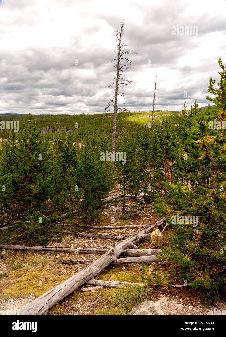 Umgestürzte Bäume im Wald Clearing bei bewölktem Himmel. Stockfoto