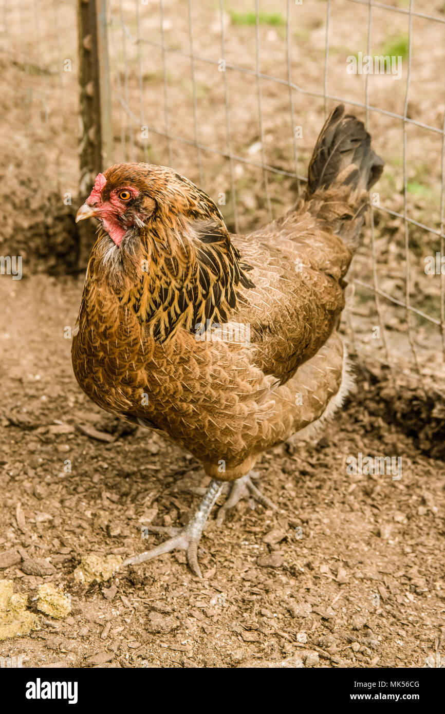 Nelke, Washington, USA. Ameraucana Henne wandern Sie in einer Außen-Stift. Stockfoto