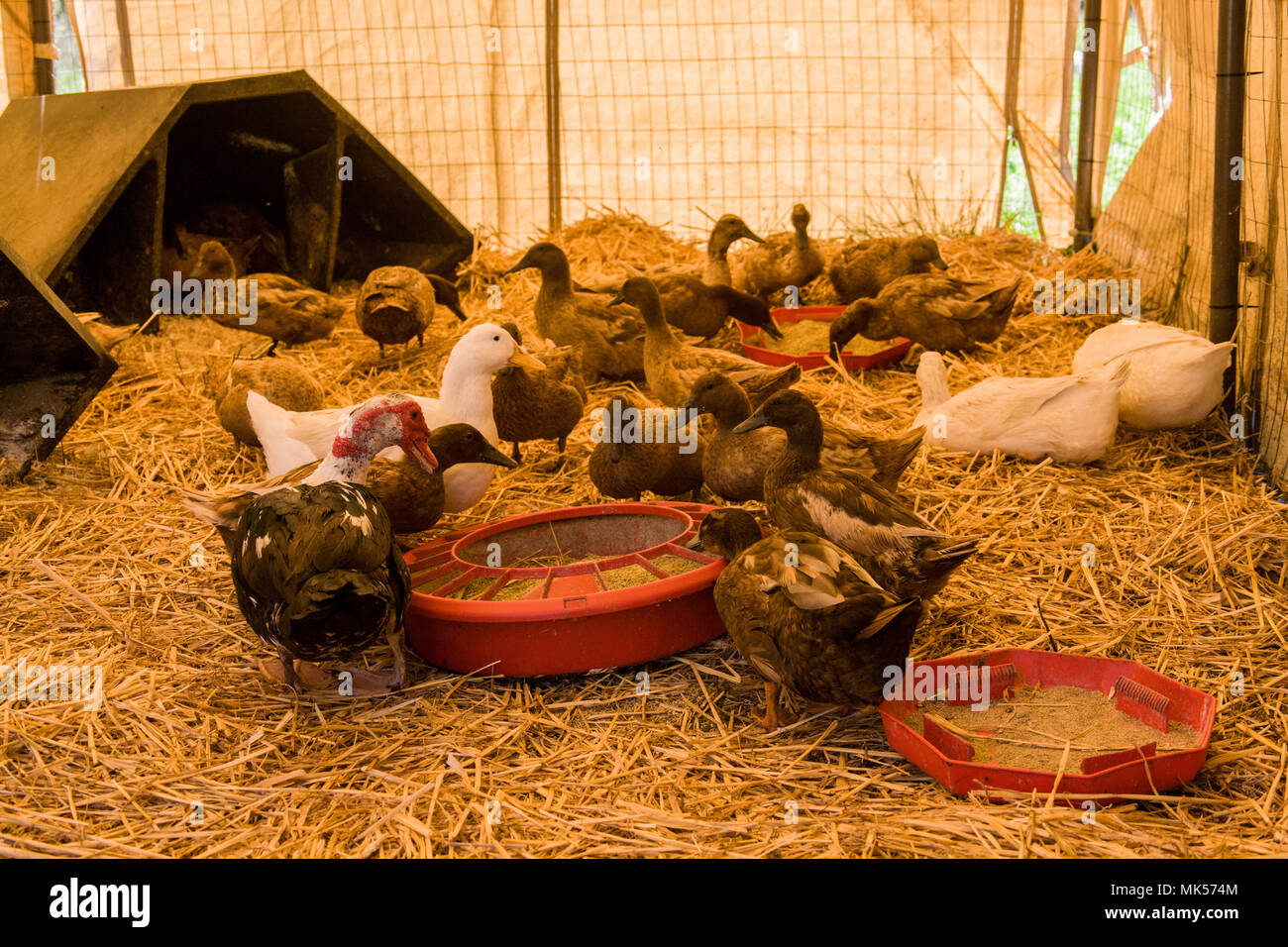 Nelke, Washington, USA. Muscovy, Campbell und Pekingenten Essen innerhalb ihrer Ente Tierheim. (PR) Stockfoto