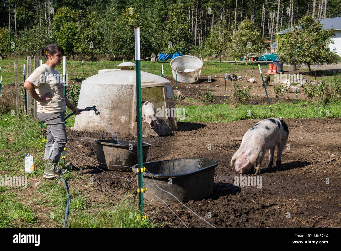 Nelke, Washington, USA. Frau neubefüllung Gloucestershire alte Flecken Schweine' Wasser Whirlpool. (Für die redaktionelle Nutzung) Stockfoto