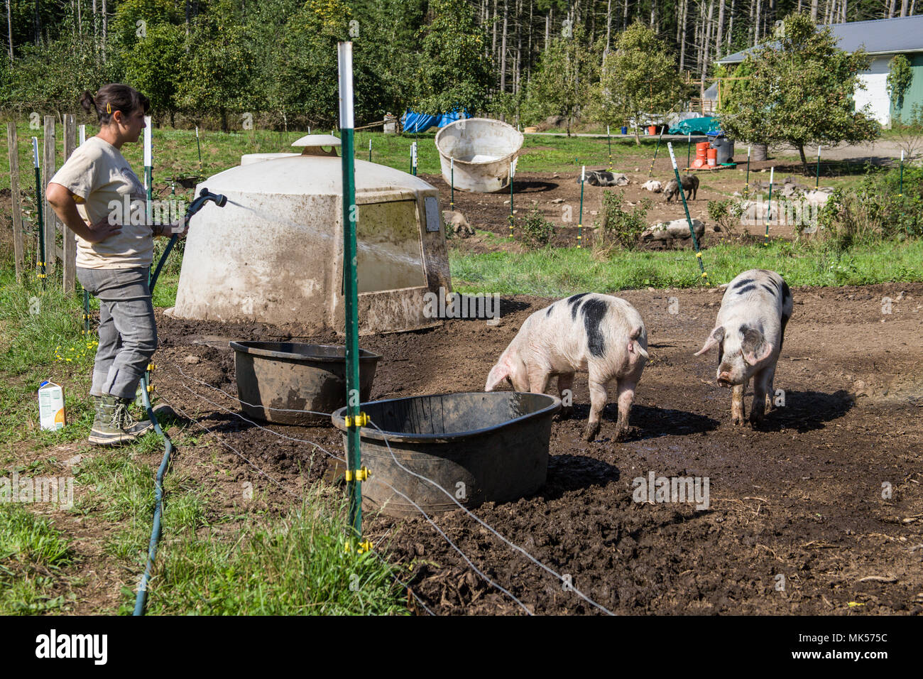Nelke, Washington, USA. Frau neubefüllung Gloucestershire alte Flecken schweine Wasser Whirlpool und Spritzen ein Schwein an einem heißen Tag. (Für die redaktionelle Nutzung) Stockfoto