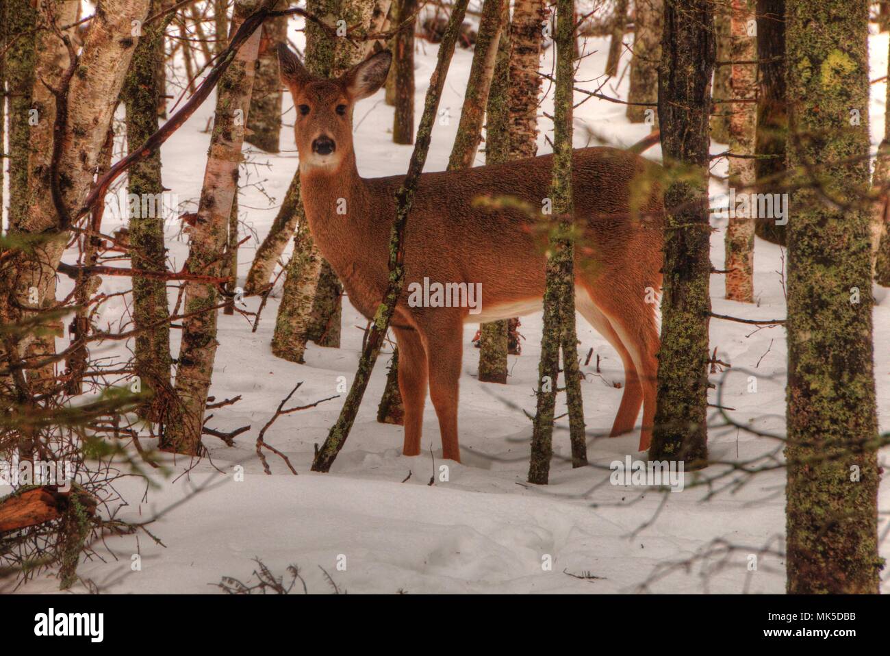 Richter C.R Magney State Park ist ein State Park weniger populär in Minnesota aufgrund seiner isolierten Lage Stockfoto