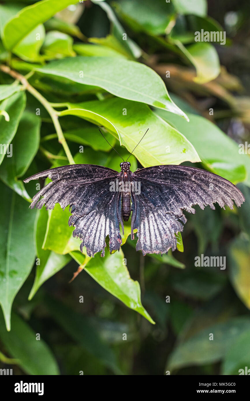 Nahaufnahme eines sterbenden Papilio memnon Schmetterling auf einem Blatt der Schweiz Stockfoto