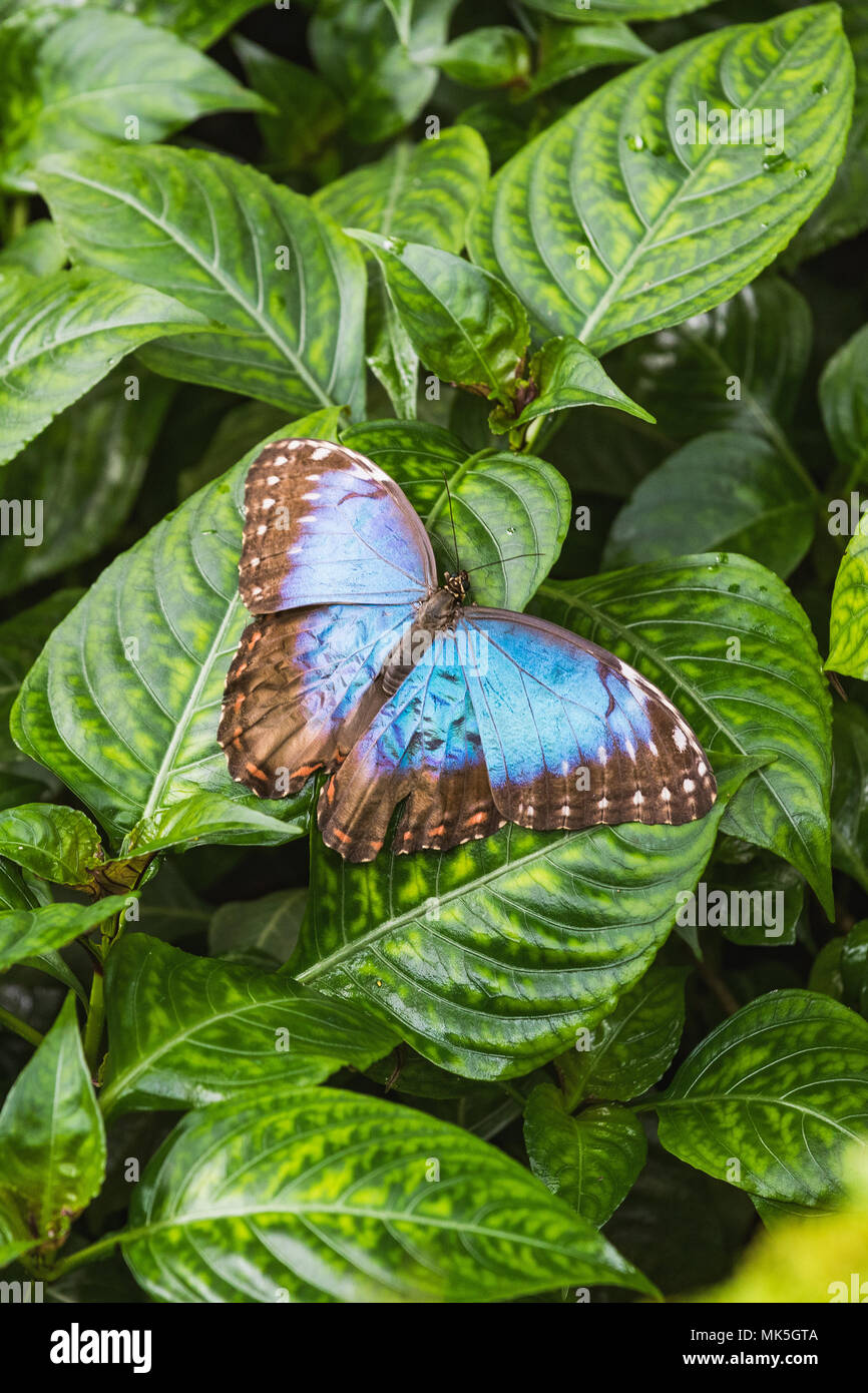 Einen schönen blauen Morpho butterfly sitzt auf einem Blatt der Schweiz Stockfoto