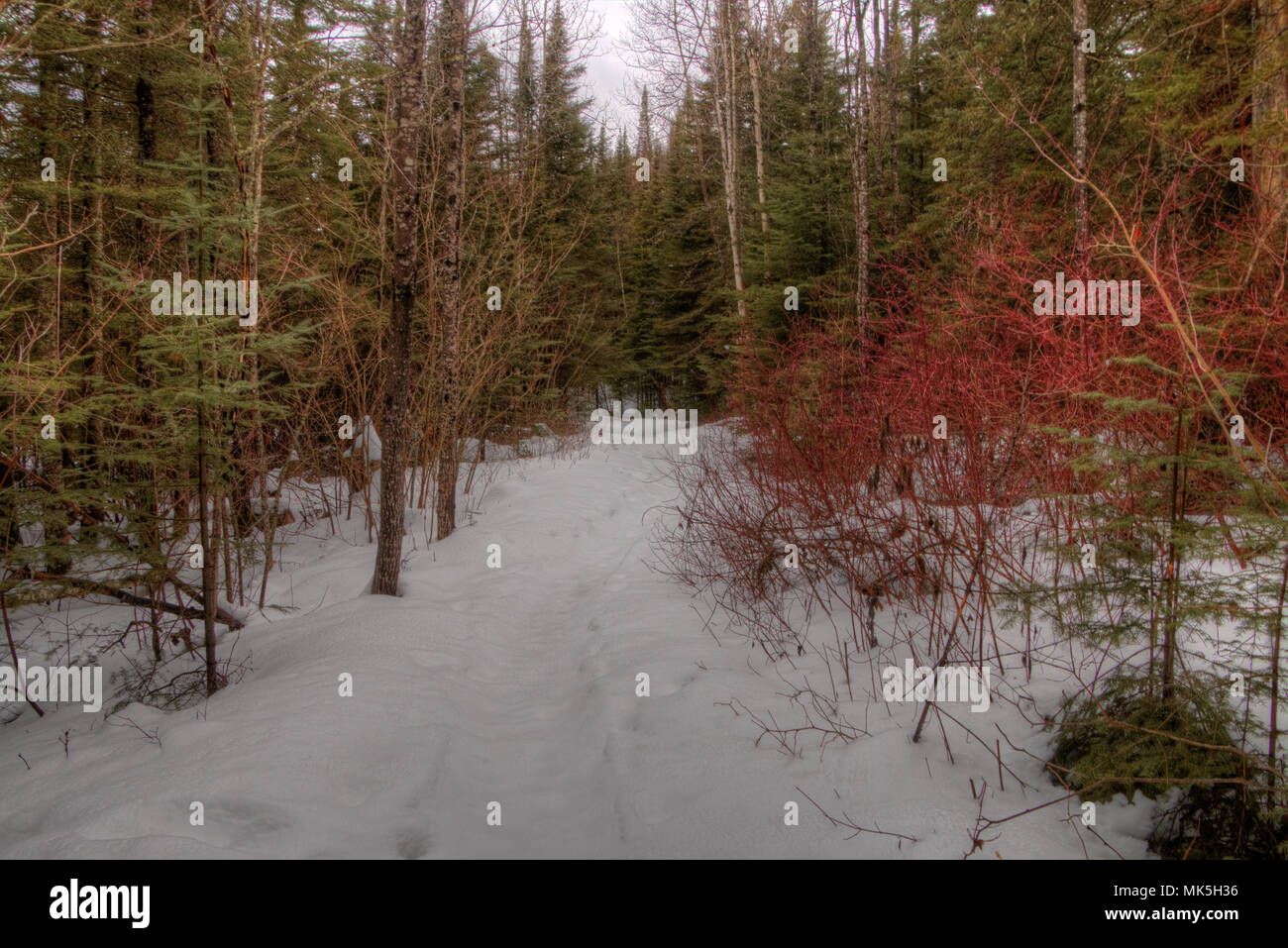 Winter in Pigeon River Provincial Park im nördlichen Ontario von Thunder Bay Stockfoto