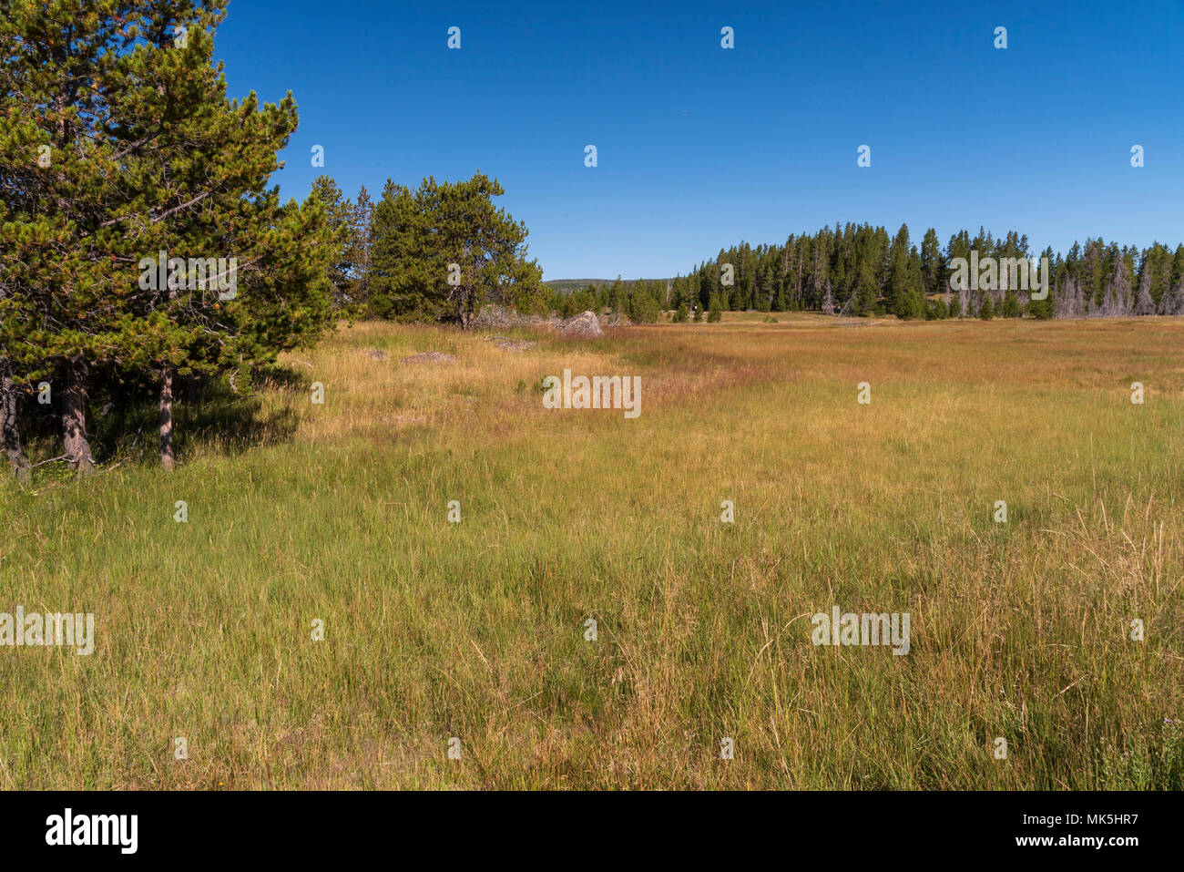 Wiesen mit grünen Pinien und hohes Gras unter strahlend blauen Himmel. Stockfoto