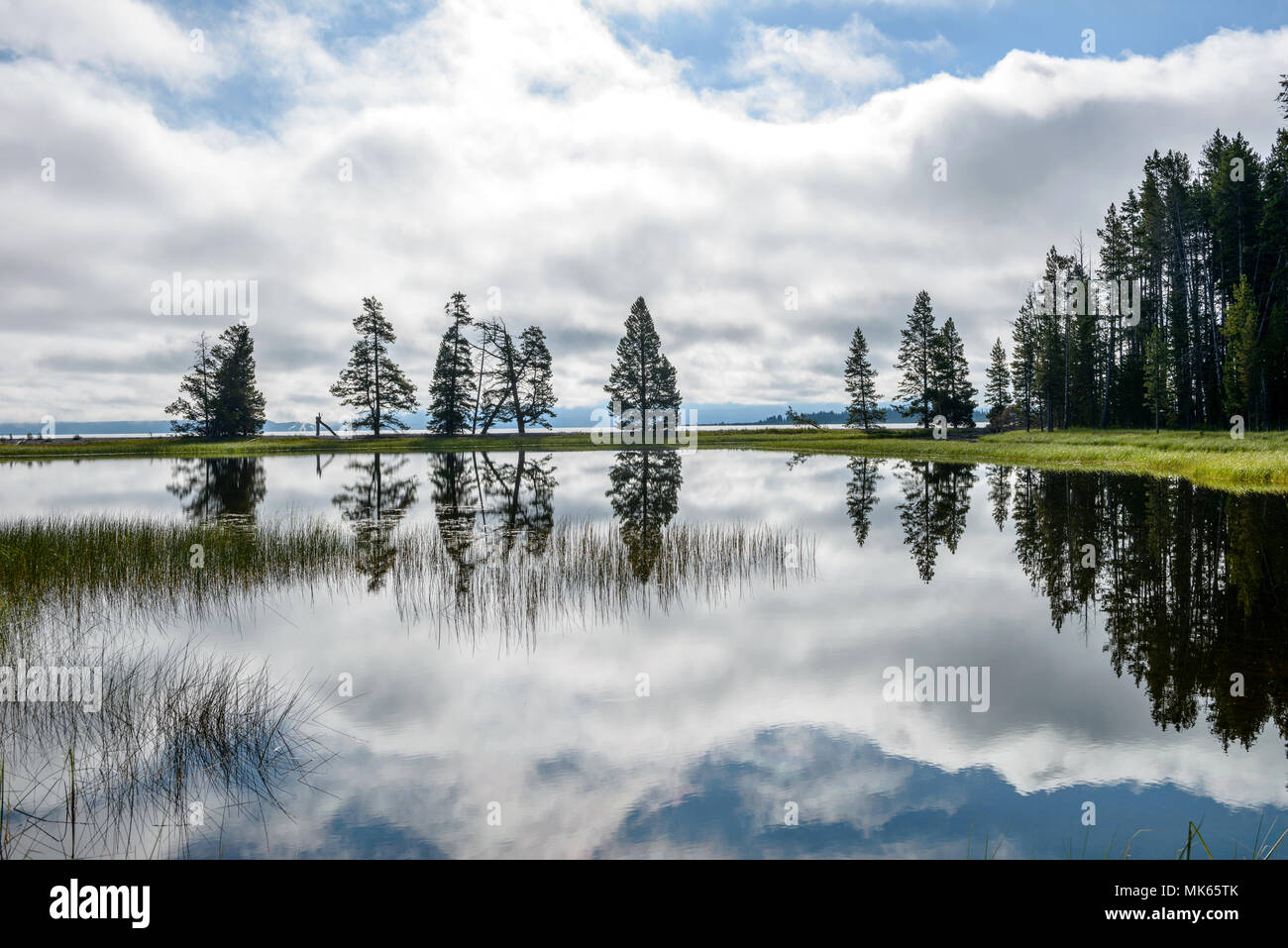 See Reflexion - Baum und Cloud Reflexion in Yellowstone Lake am Gull Point, Yellowstone National Park, Wyoming, USA. Stockfoto