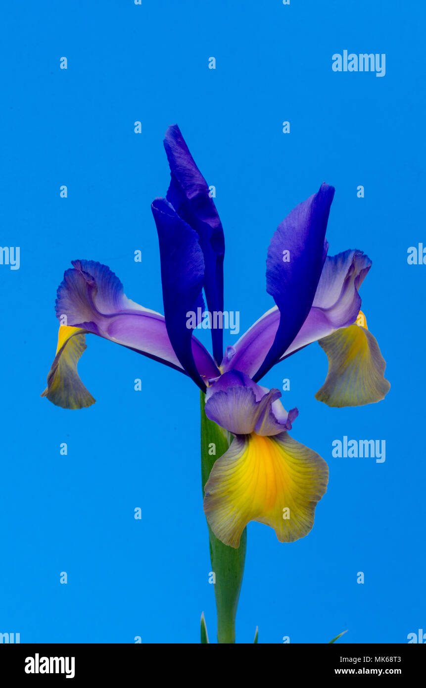 'Blue Iris mit gelben Spitzen gegen einen blauen Hintergrund. Stockfoto