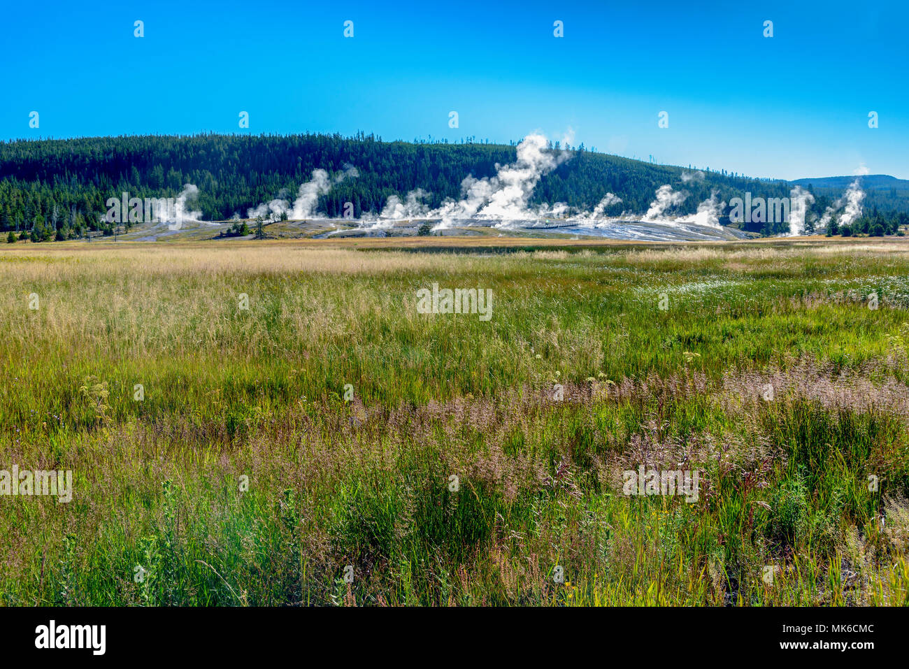 Wiesen mit grünem Gras und ausbrechenden Geysire im Hintergrund unter strahlend blauen Himmel. Stockfoto