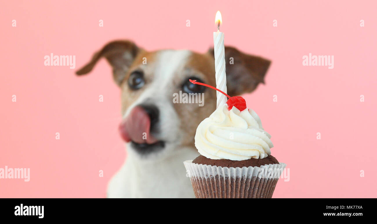Jack Russell Hund an der Kerze in Kuchen und lecken Stockfoto