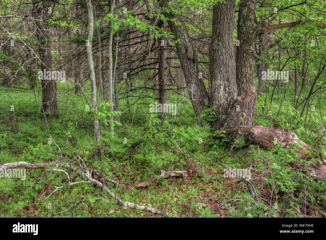 Die Lost Canyon ist ein verstecktes Juwel des Wisconsin Dells mit Pferd reitet durch eine malerische Schlucht Stockfoto