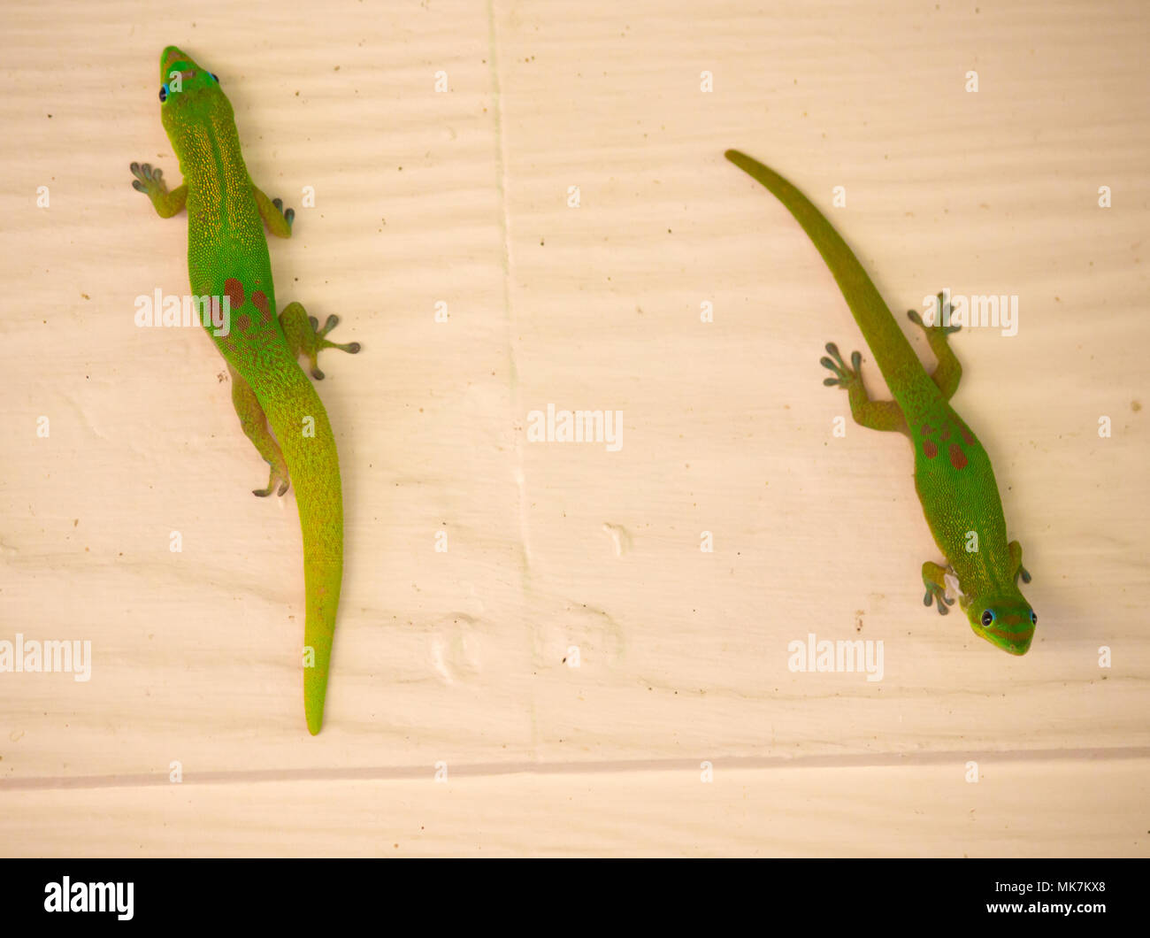 Grünen Geckos Klettern an einer Wand Stockfoto