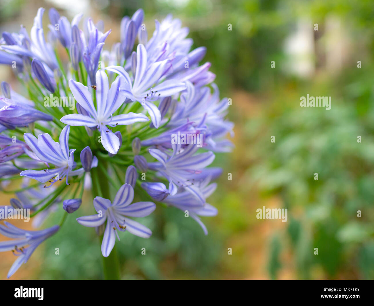 Schöne Blume. Frische blaue Agapanthus, afrikanische Blaue Lilie Blume blühen im Garten Stockfoto