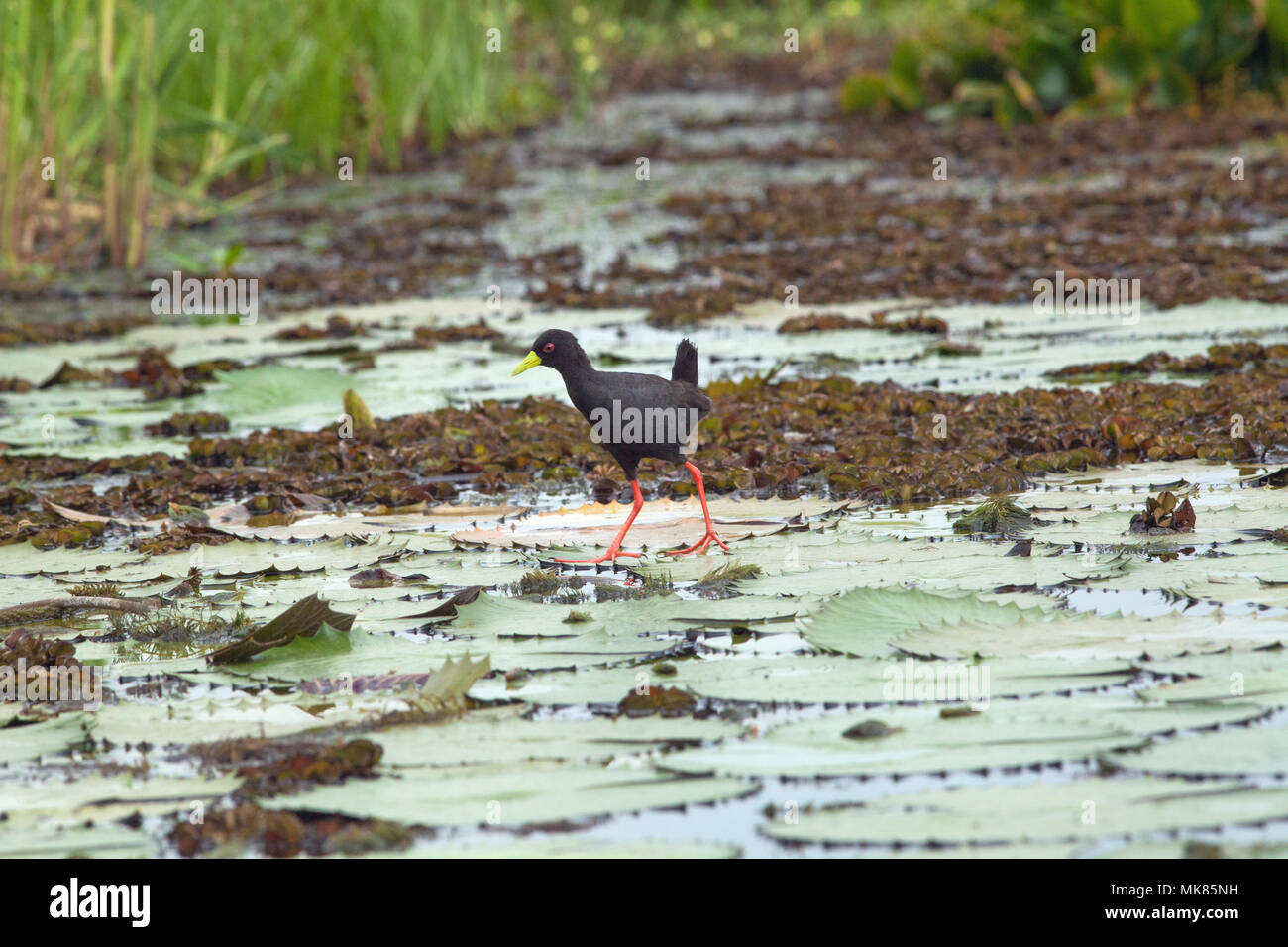 Crakear Gespreizte beine -Fotos und -Bildmaterial in hoher Auflösung – Alamy
