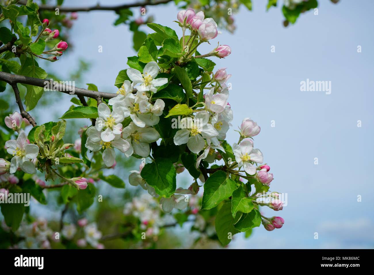 In der Nähe von Apple Tree in Bloom, floral background mit Platz für persönliche Text oder Werbung Stockfoto