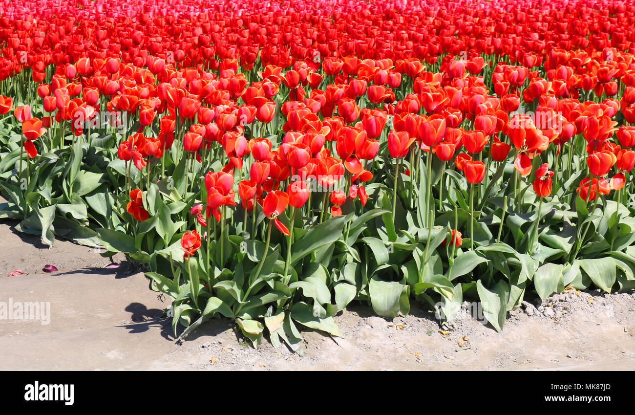 Tulpen auf einem Feld im Verlauf der Skagit Valley Tulip Festival in Mount Vernon, Washington, USA Stockfoto