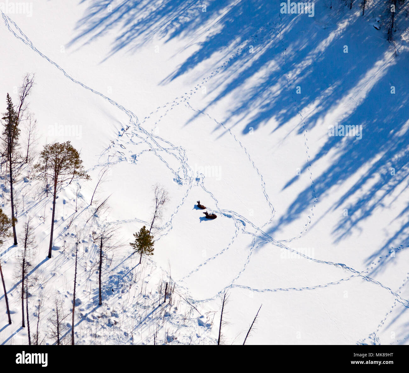 Elche im Wald, Ansicht von oben Stockfoto