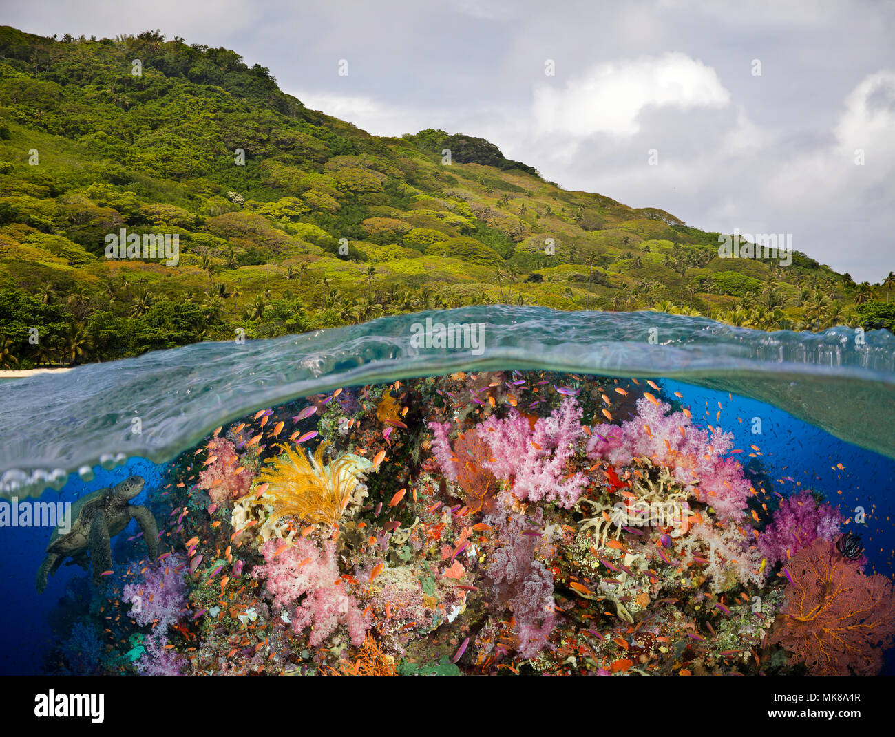 Eine Hälfte über Hälfte unten Blick auf Fidschi Riff mit Alconarian und Gorgonien Korallen und eine grüne Meeresschildkröte, Fidschi-Inseln. Stockfoto