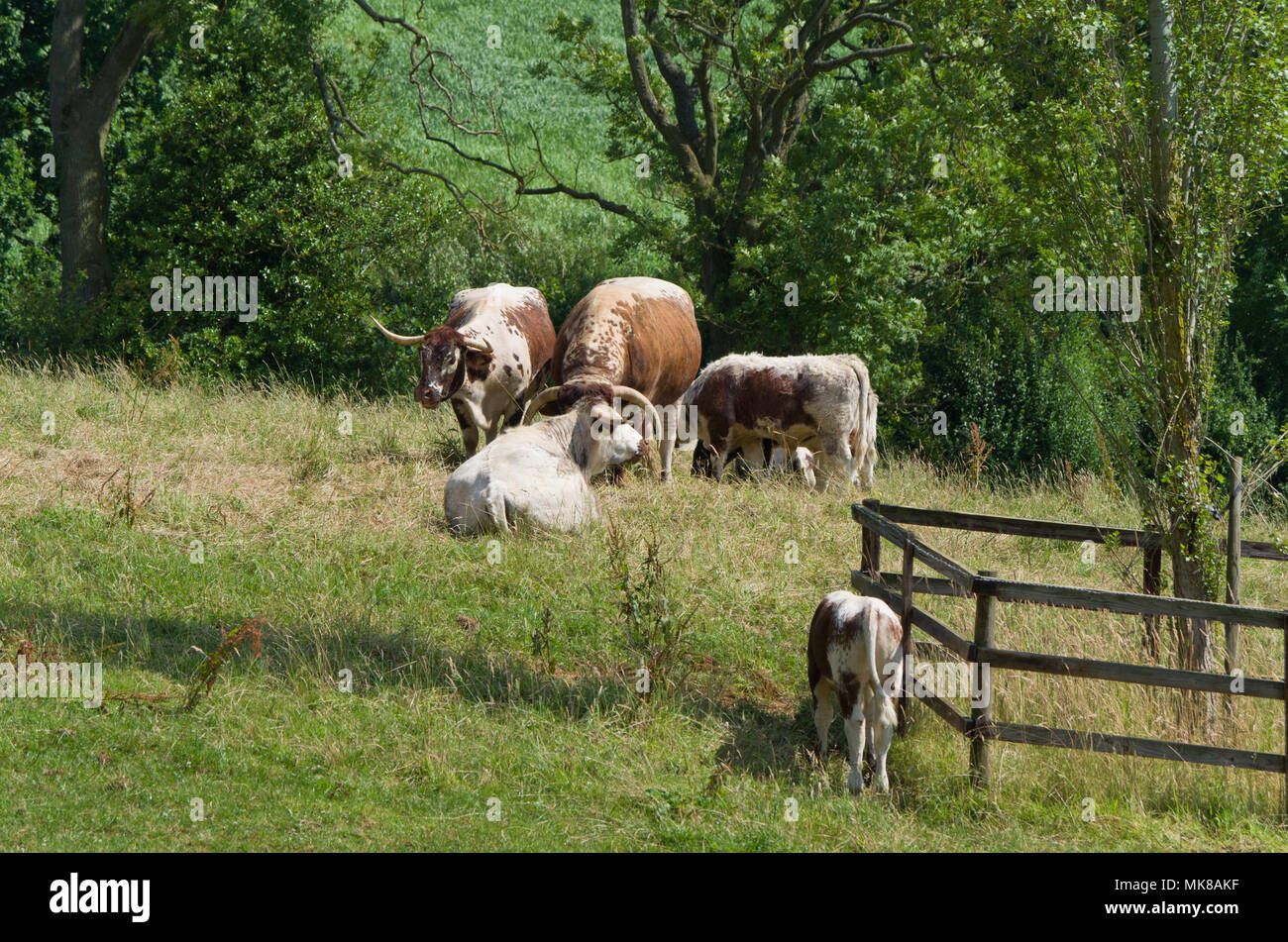 Eine kleine Herde von Englisch Longhorn Rinder auf dem Gelände der Coton Manor, Northamptonshire, Großbritannien; die Rinder werden für die rindfleischerzeugung vor Ort erhoben Stockfoto