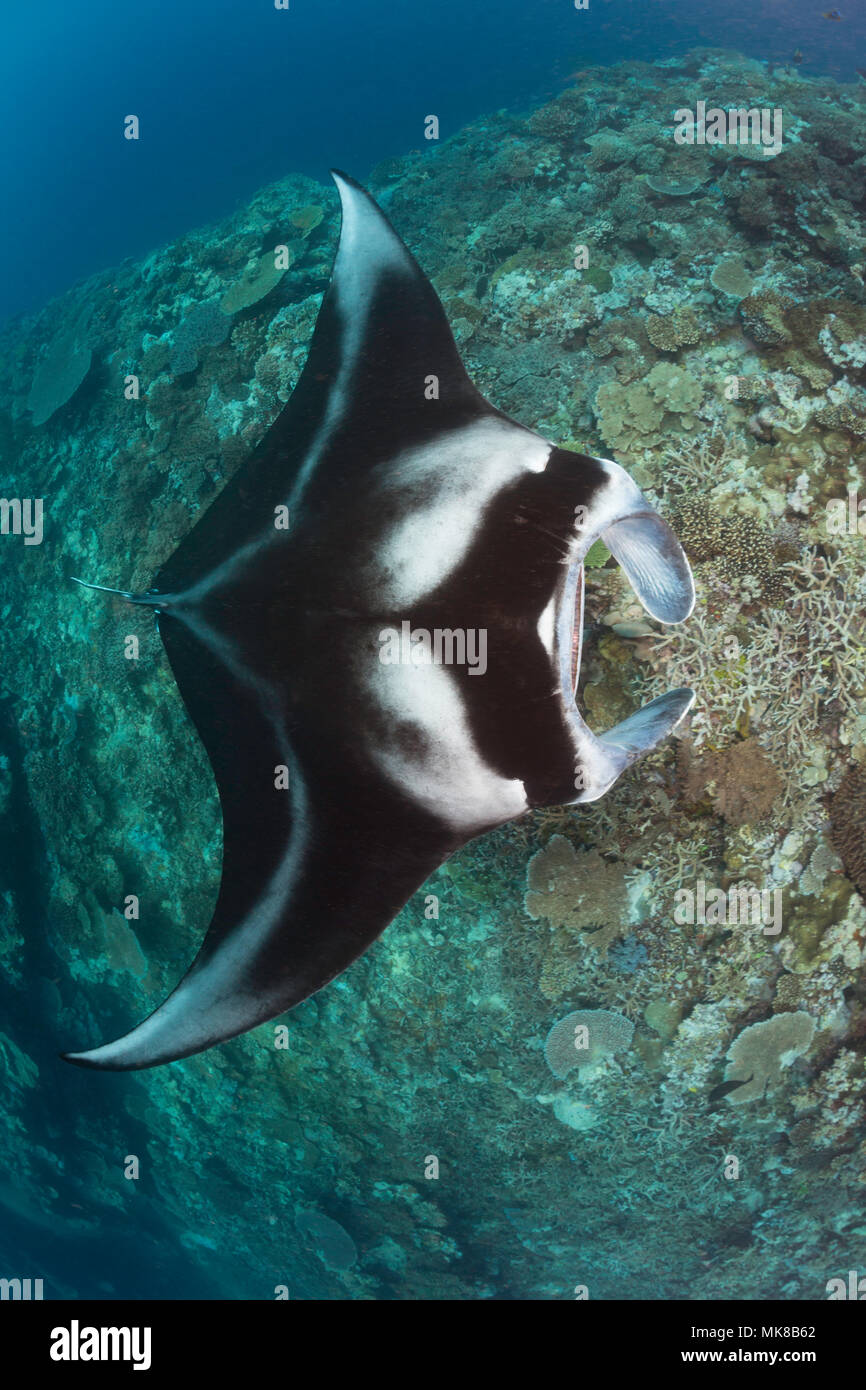 Einen Manta, Manta alfredi, erhält in der Nähe des Riffs durch kleine Cleaner wrasse, Fidschi überprüft werden. Stockfoto