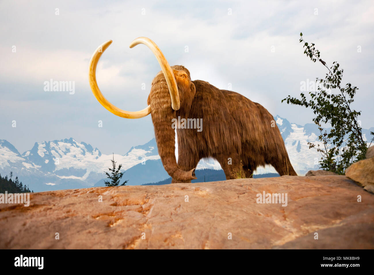 Die Mammuts, Mammuthus primigenius, war eine Gattung von Mammut, die während des Pleistozän gelebt, und war einer der letzten in einer Linie der mamm Stockfoto