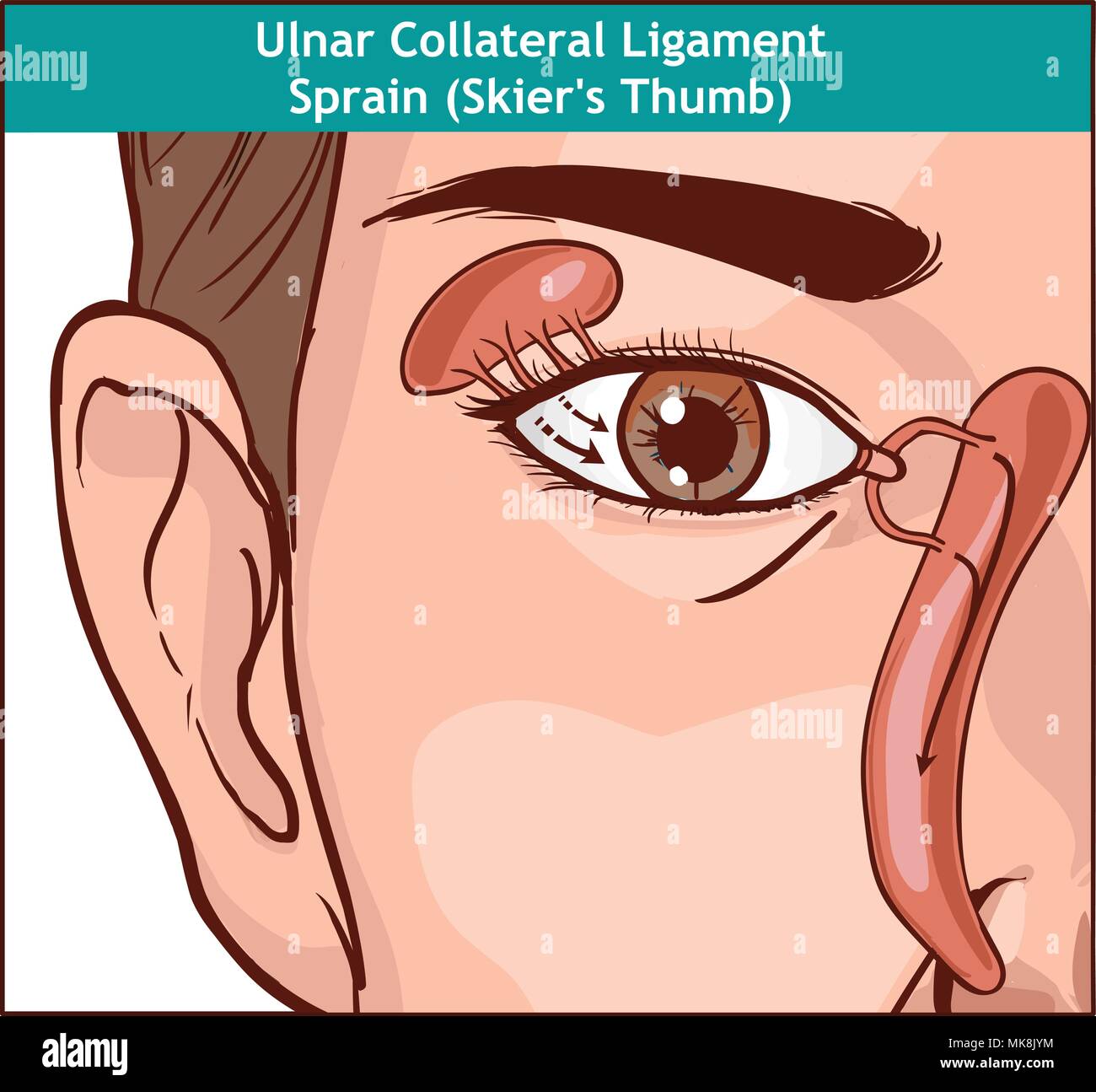 Vektor illutration, Anatomie der Lacrimal Apparate Stock Vektor