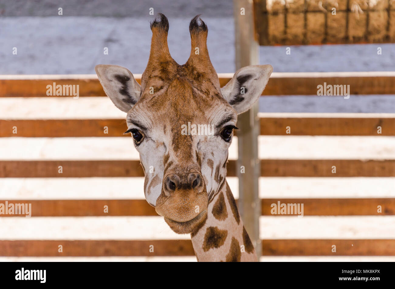 Giraffen im Zoo. Stockfoto