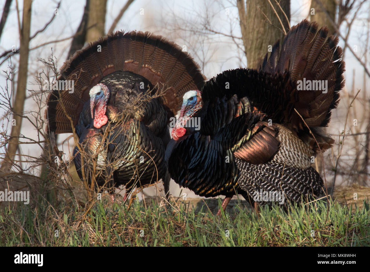 Wilder Truthahn Stockfoto