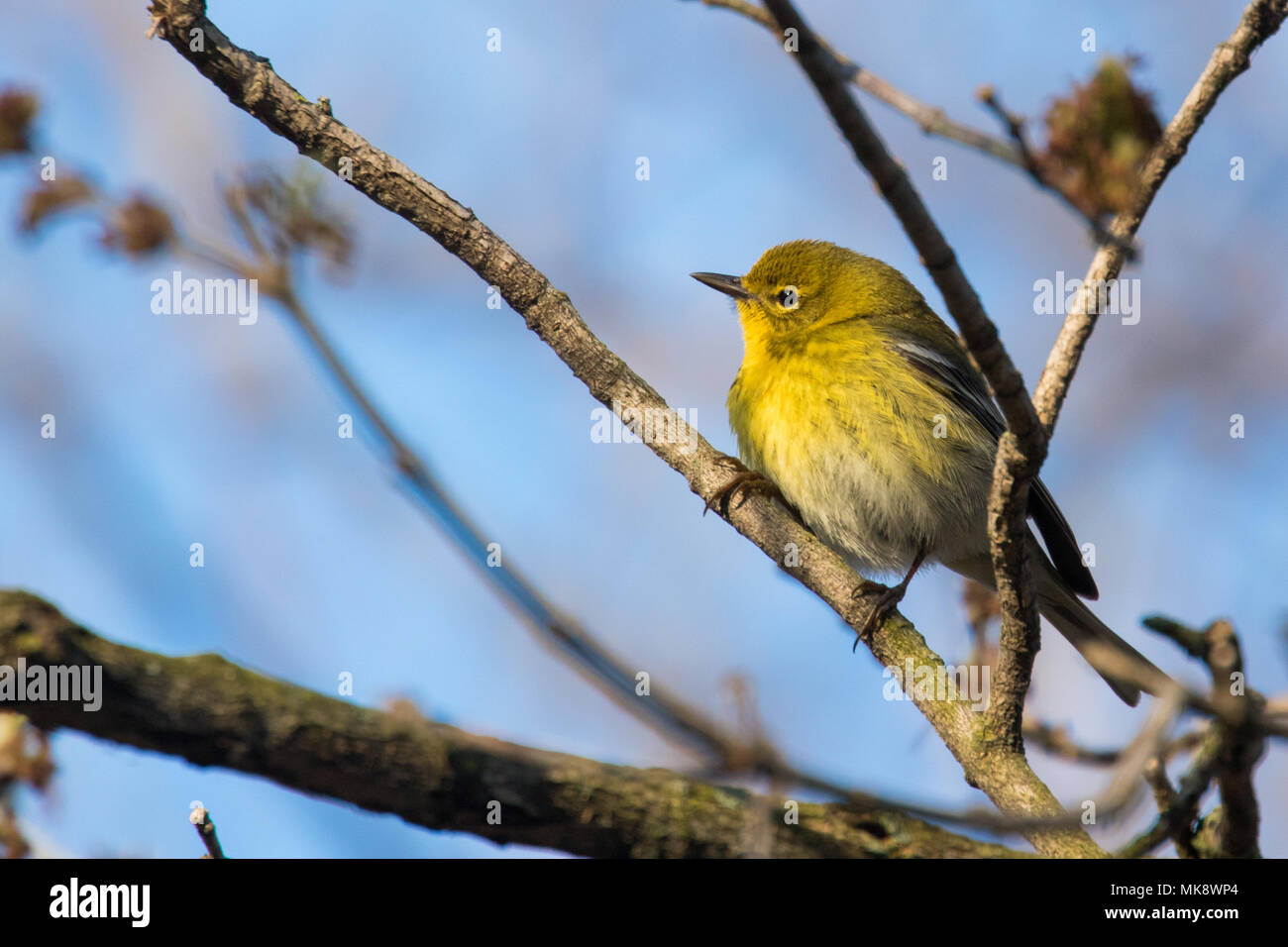 Pine Warbler Stockfoto