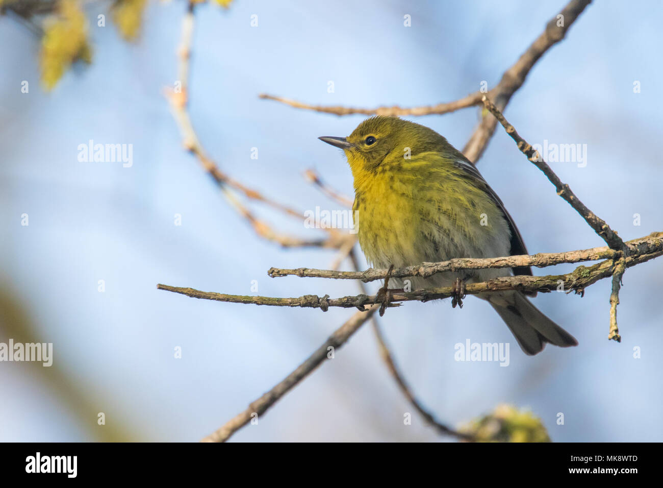 Pine Warbler Stockfoto