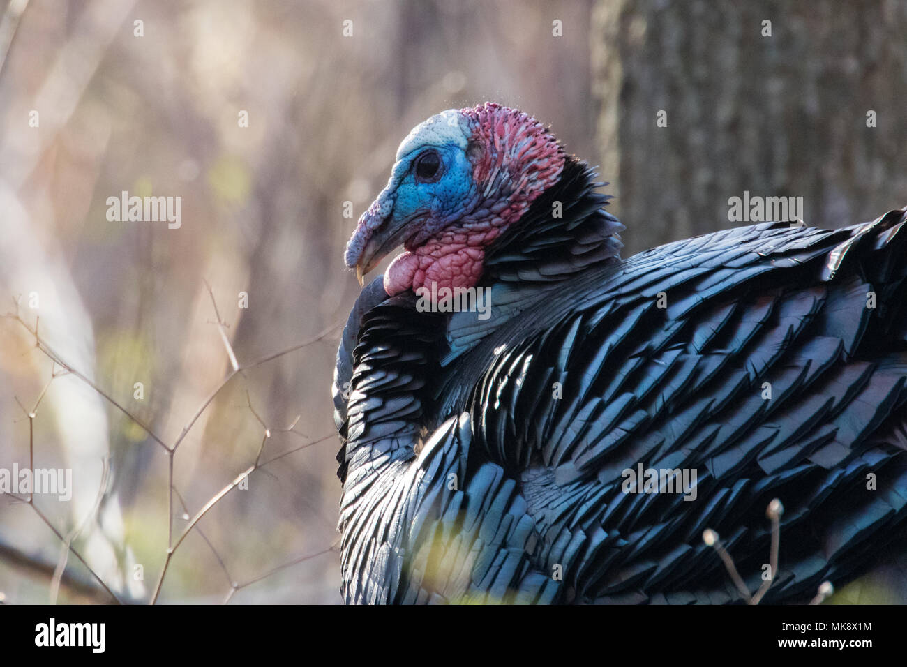 Wilder Truthahn Stockfoto