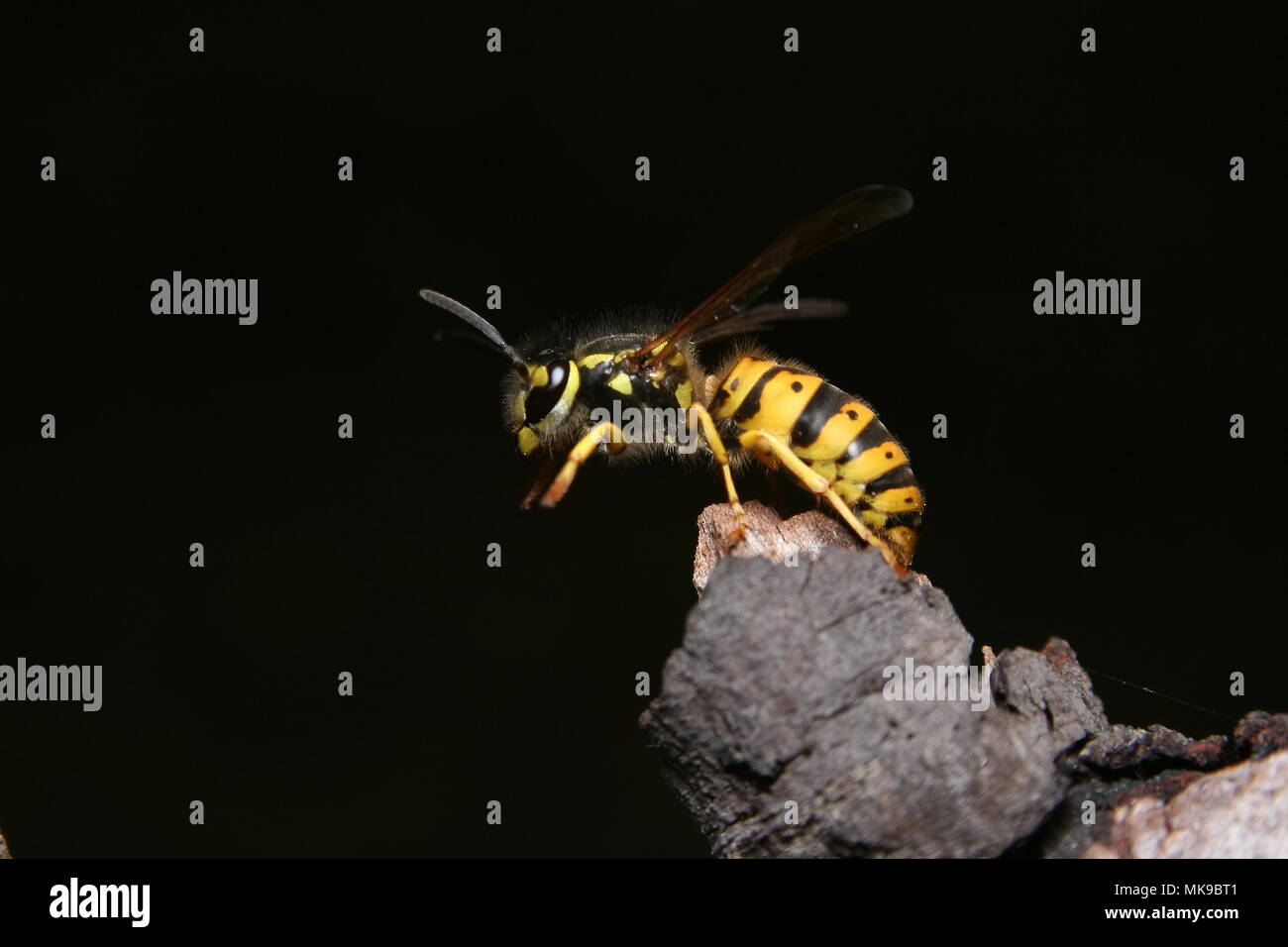 Europäische Wespe, Vespula vulgaris, kurz vor der Flucht, schwarzer Hintergrund. Stockfoto