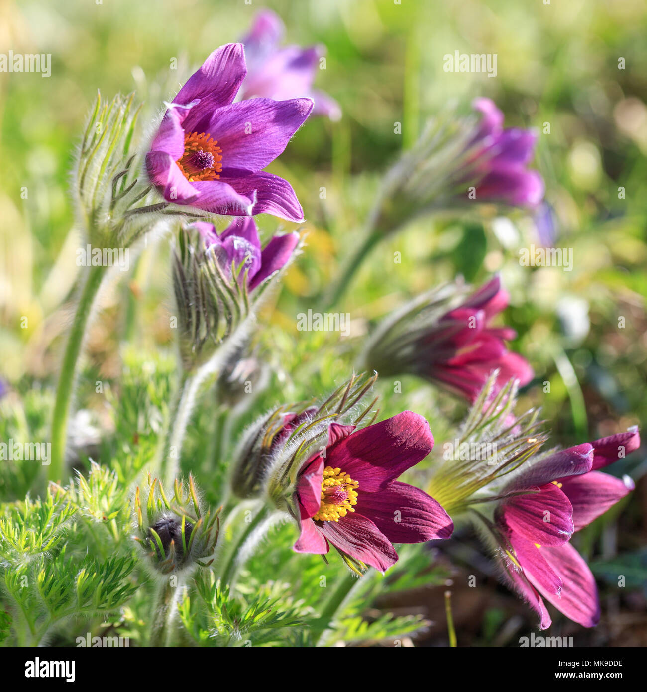 Pulsatilla. Blütenknospe close-up. Östlichen Küchenschelle, Prairie crocus, und cutleaf Anemone lila Blüten mit kleinen Haaren bedeckt. Die erste Feder p Stockfoto