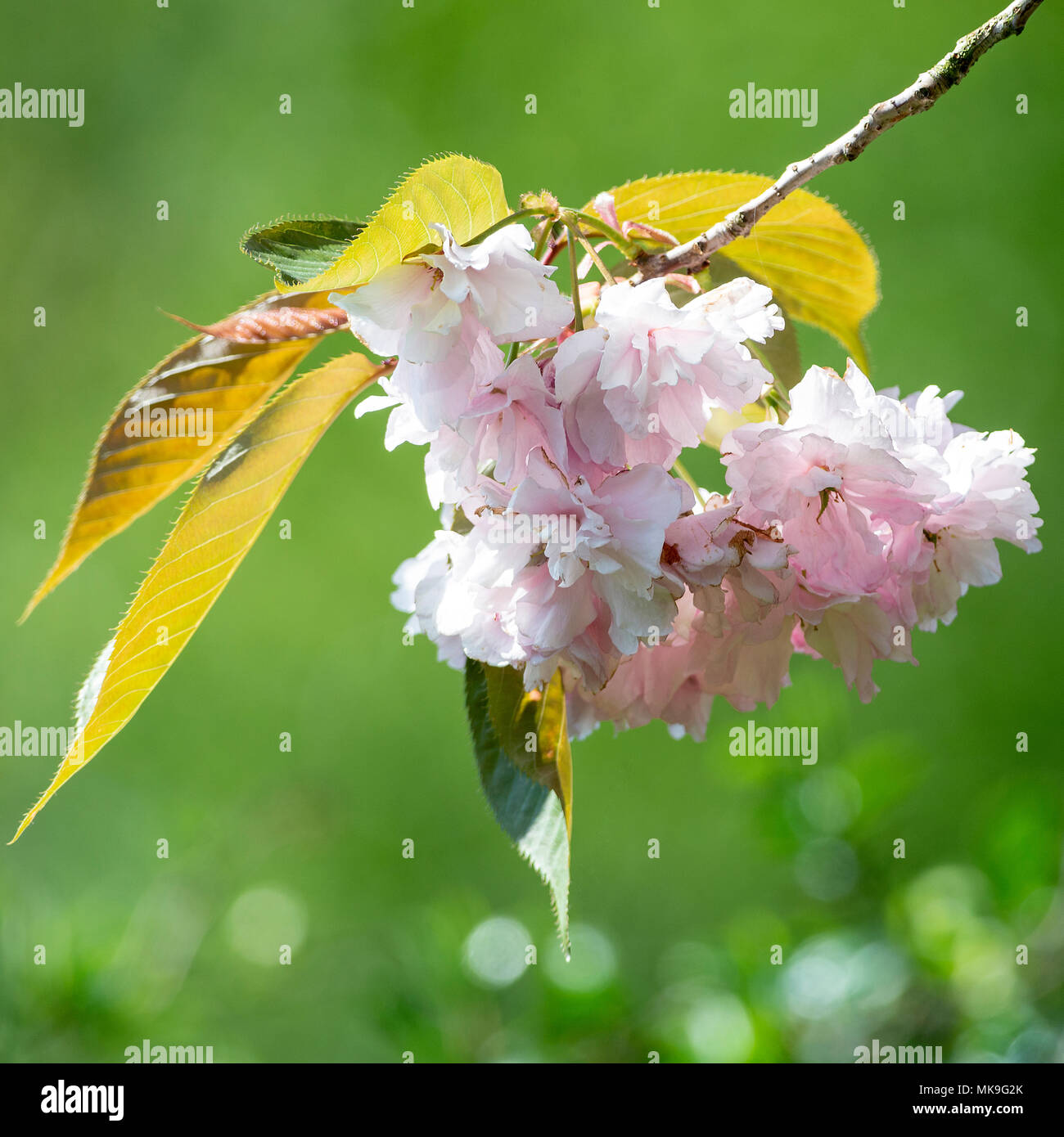 Nahaufnahme der Blüte Kirschblüte blüht rosa Perfektion in einem Garten in Alsager Cheshire England Vereinigtes Königreich Großbritannien Stockfoto
