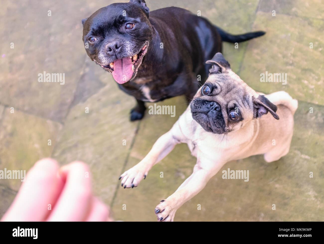 Hundemaul Weit Offen Stockfotos und bilder Kaufen Alamy