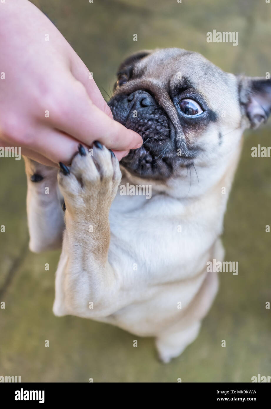 Mops Welpen Hund draußen stehen auf der Rückseite der Beine zu einer Behandlung aus einer Hand zu erreichen. Stockfoto