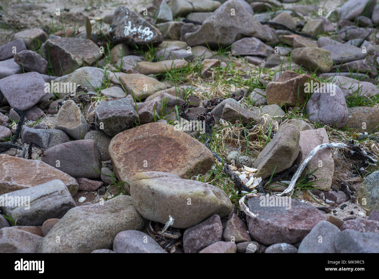 Getarnt Kibitze (Charadrius hiaticula) Nest - Schaben mit einer Kupplung von zwei Eier bei Mellon Udrigle, Wester Ross, Highlands, Schottland. Stockfoto