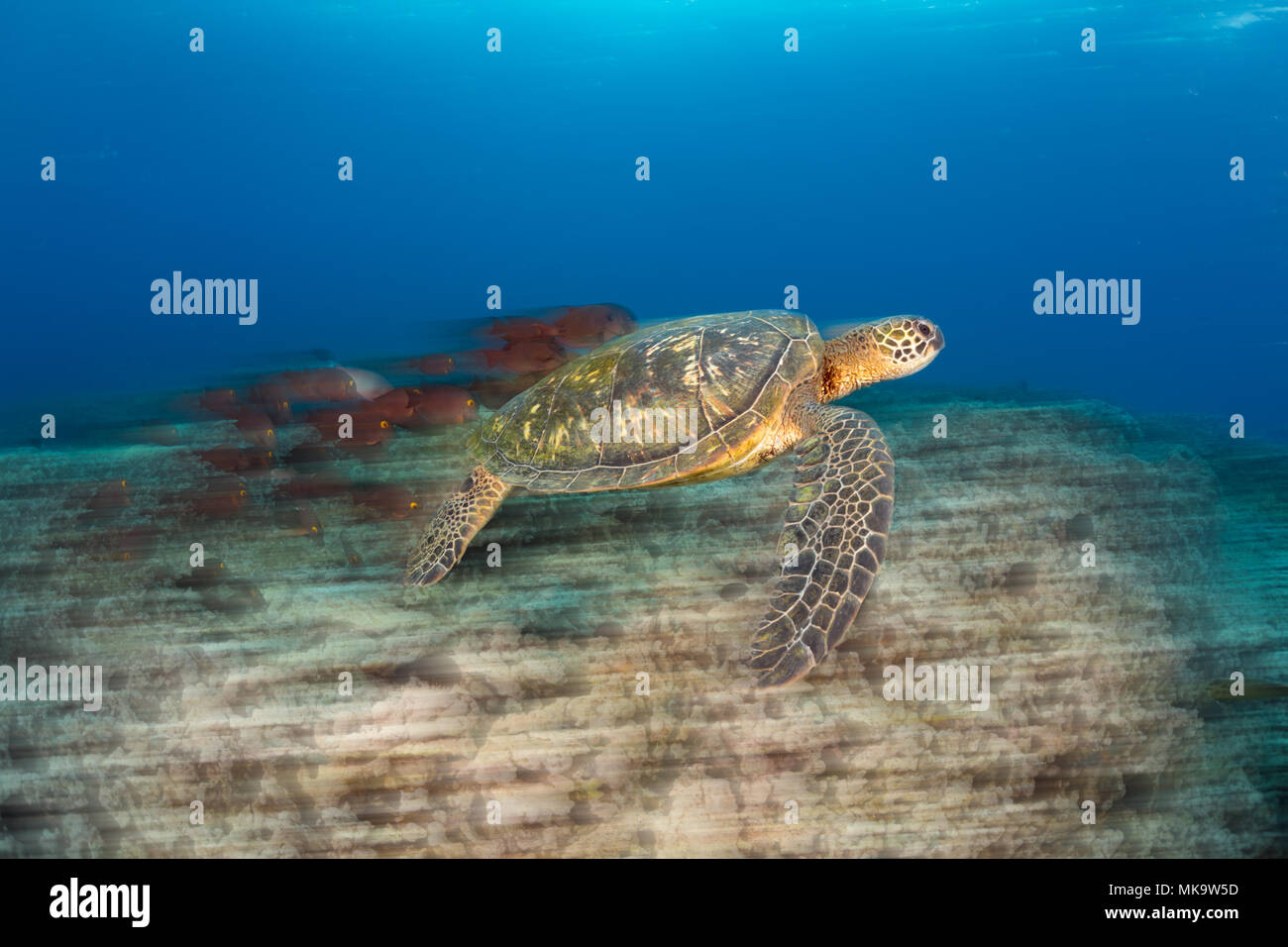 Ein verschwommenes Bild der Grünen Meeresschildkröte, Chelonia mydas, eine bedrohte Art, eine Reinigungsstation aus Maui, Hawaii. Stockfoto