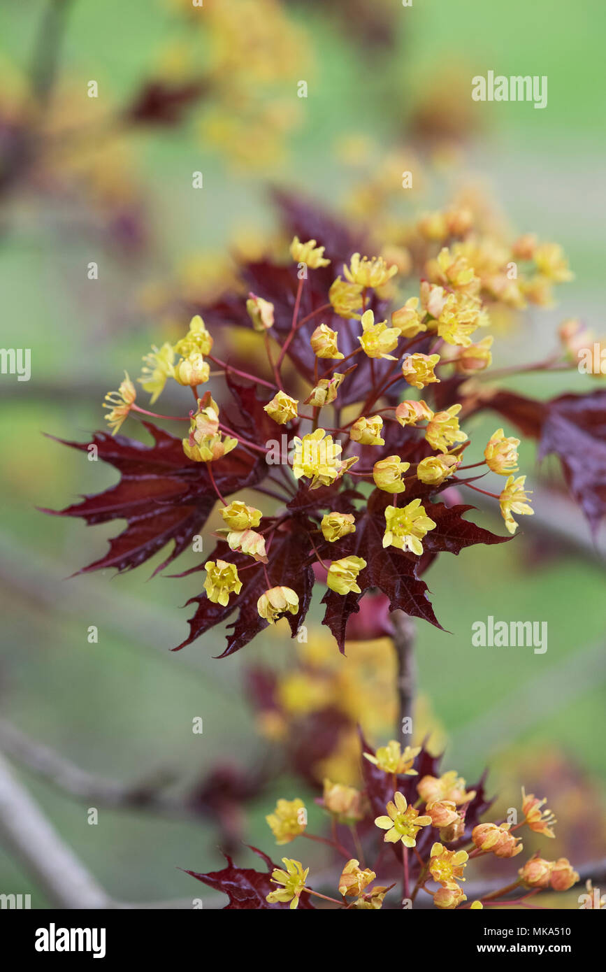 Acer negundo 'Goldsworth purple'. Norwegen Ahorn Blüte im Frühling Stockfoto