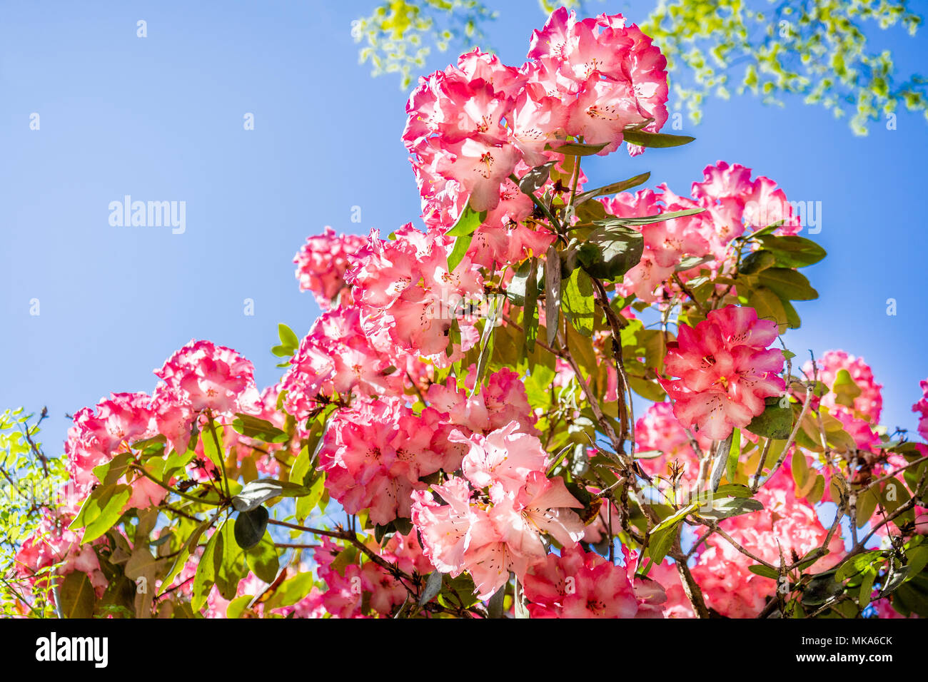 Rosa Rhododendron Macrophyllum blüht im Frühling vor blauem Himmel, die Pflanze ist heimisch an der Pazifikküste Nordamerikas Stockfoto