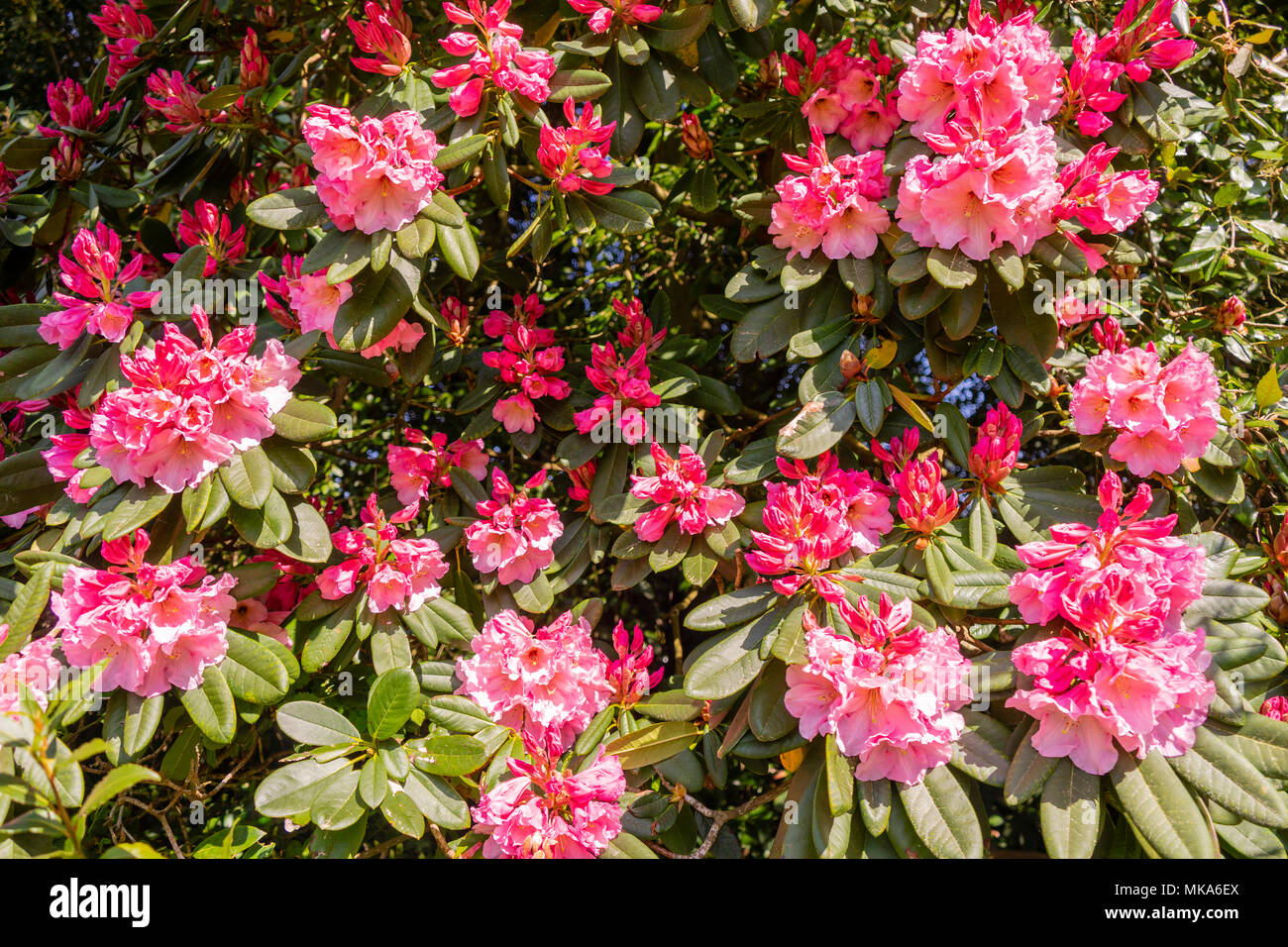 Rosa Rhododendron macrophyllum in der Blüte im Frühjahr an Exbury Gardens in Hampshire im Mai im Frühjahr, England, Großbritannien Stockfoto