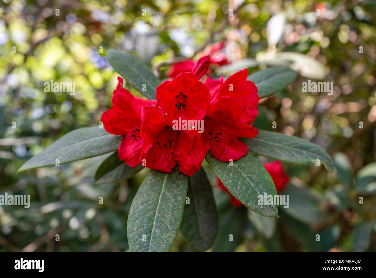 Rote Blütenbinde einer Rotrhododendron-Taurus-Pflanzensorte in einem Garten in Südengland im Frühjahr (Mai), Großbritannien Stockfoto