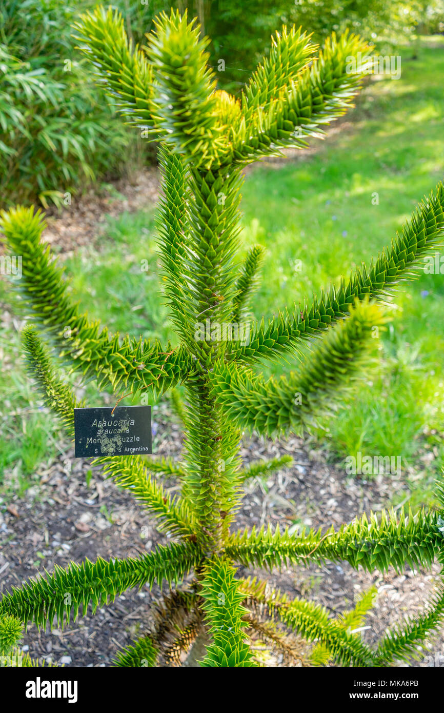 Kleine Jungen Monkey Puzzle immergrüner Baum (Araucaria Bäume) an Exbury Gardens in Hampshire, England, Großbritannien Stockfoto