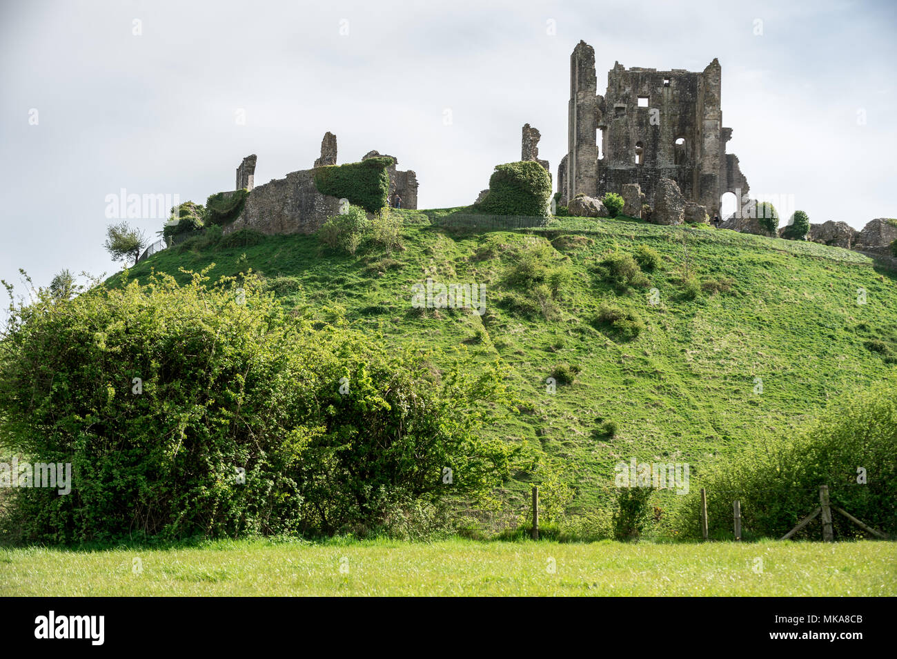 Corfe Castle auf der Isle of Purbeck in der englischen Grafschaft Dorset, Großbritannien. Stockfoto