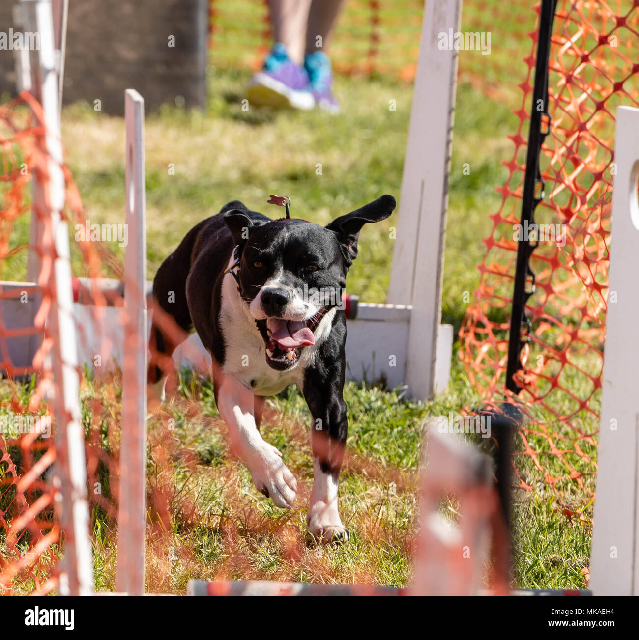 Brentwood Essex, 7. Mai 2018 Alles über Hunde zeigen, Brentwood Essex: Ein Hund läuft die Agilität Course Credit Ian Davidson/Alamy Livwe Nachrichten Stockfoto