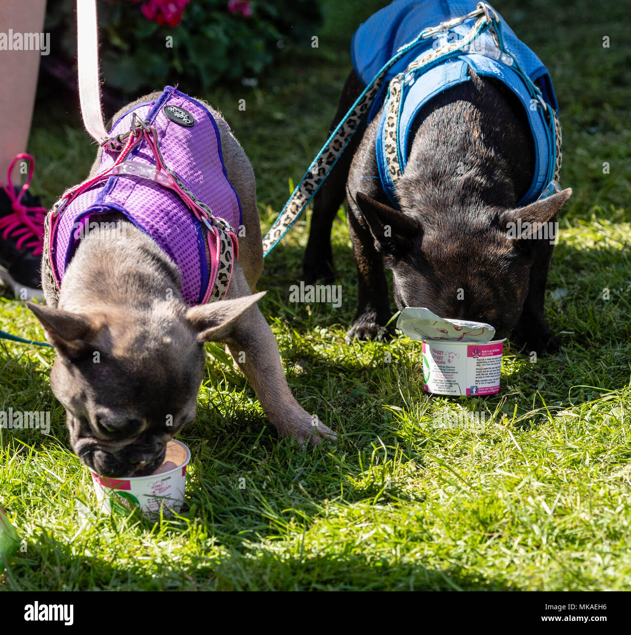 Brentwood, Essex, 7. Mai 2018, Alles über Hunde zeigen, Hunde Versuchen cool zu durch den Verzehr von doggy Eis Credit Ian Davidson/Alamy Leben Nachrichten halten Stockfoto