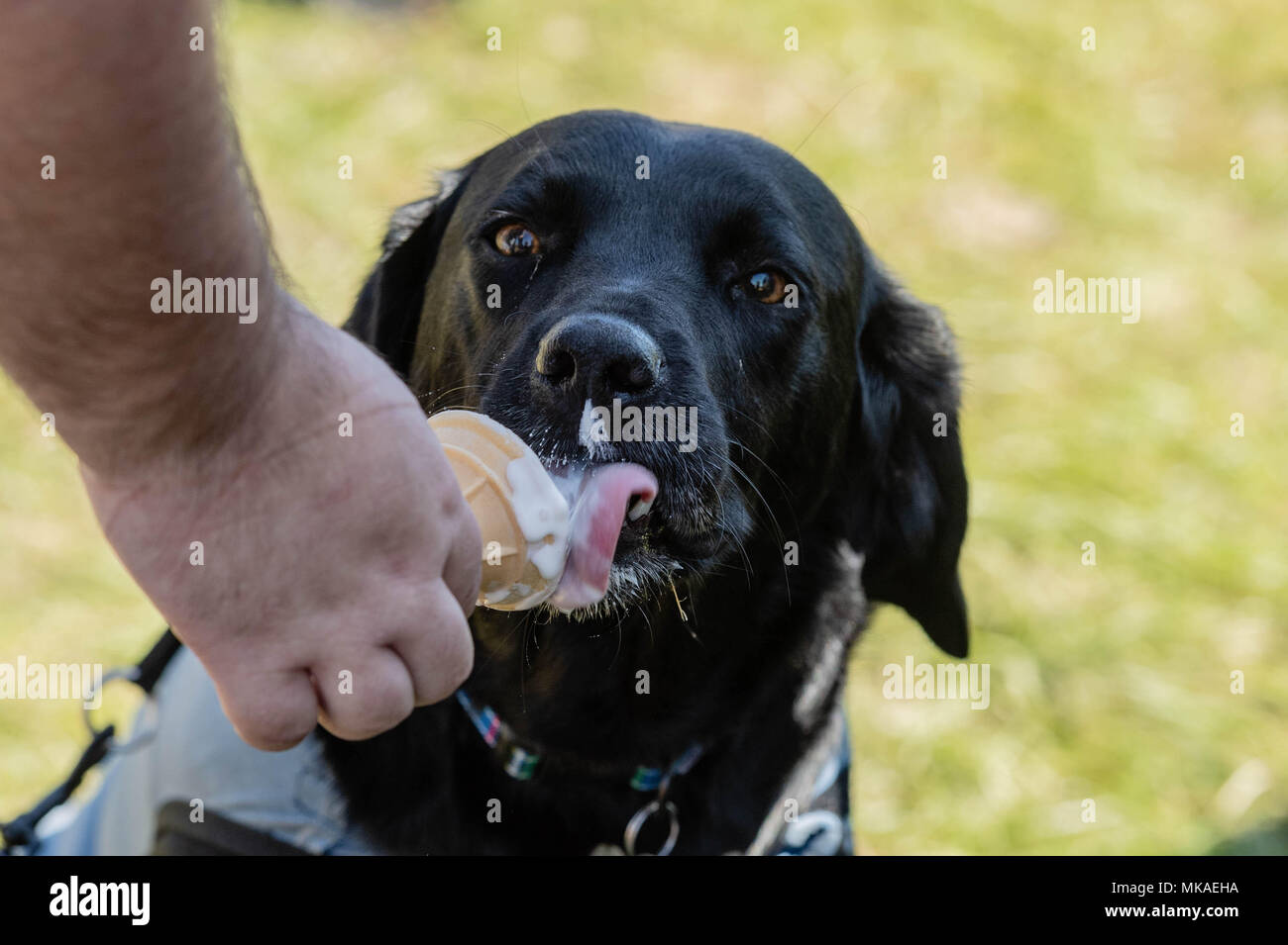 Brentwood, Essex, 7. Mai 2018 Alles über Hunde zeigen, ein Hund ist ein Eis kühlen in heißen Feiertag Wetter zu halten gefüttert, Kredit Ian Davidson/Alamy leben Nachrichten Stockfoto