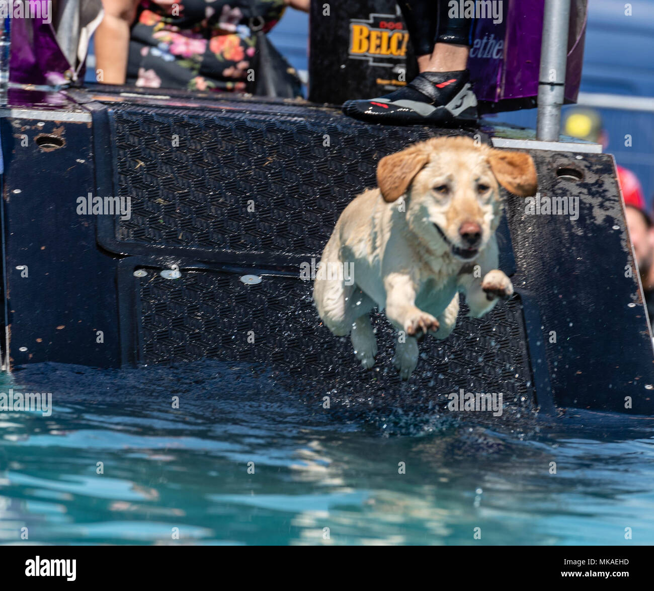 Brentwood Essex, 7. Mai 2018, Ein Hund bringt sich in den Hund pool am Alles über Hunde zeigen, Brentwood, Essex, Kredit Ian Davidson/Alamy leben Nachrichten Stockfoto