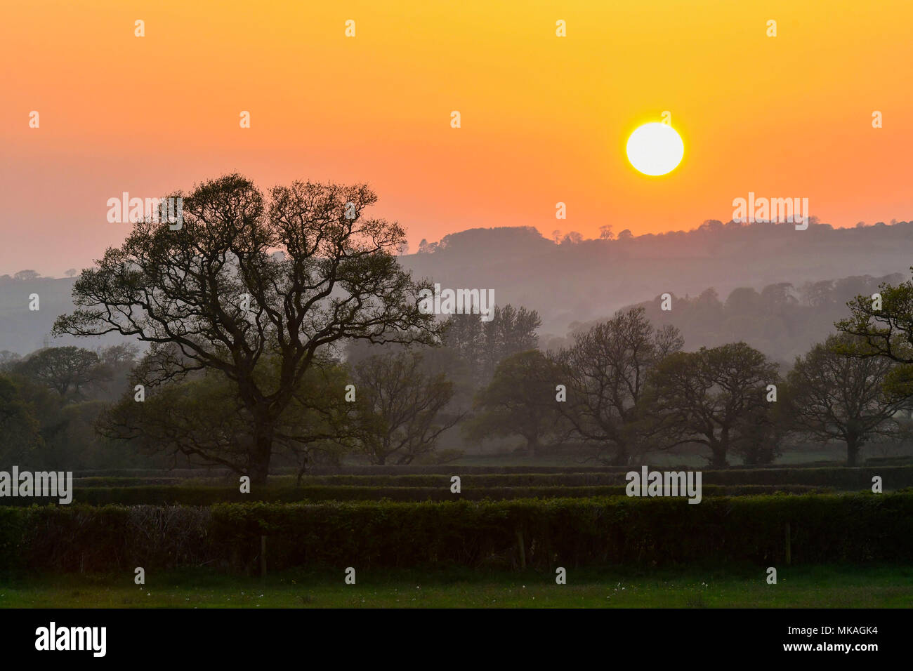 Mosterton, Dorset, Großbritannien. 7. Mai 2018. UK Wetter. Der Himmel leuchtet hell orange bei Sonnenuntergang an Mosteron in Dorset nach einem Tag der rekordverdächtige Temperaturen am Anfang Mai Feiertag Montag. Foto: Graham Jagd-/Alamy leben Nachrichten Stockfoto